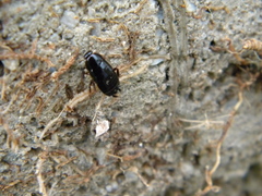 Loboptera decipiens
