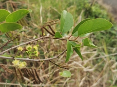 Flacourtia indica