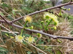 Flacourtia indica