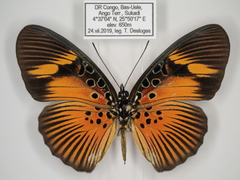 Pseudacraea dolomena dolomena