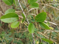 Flacourtia indica