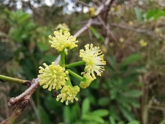 Flacourtia indica