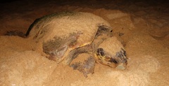 Caretta caretta