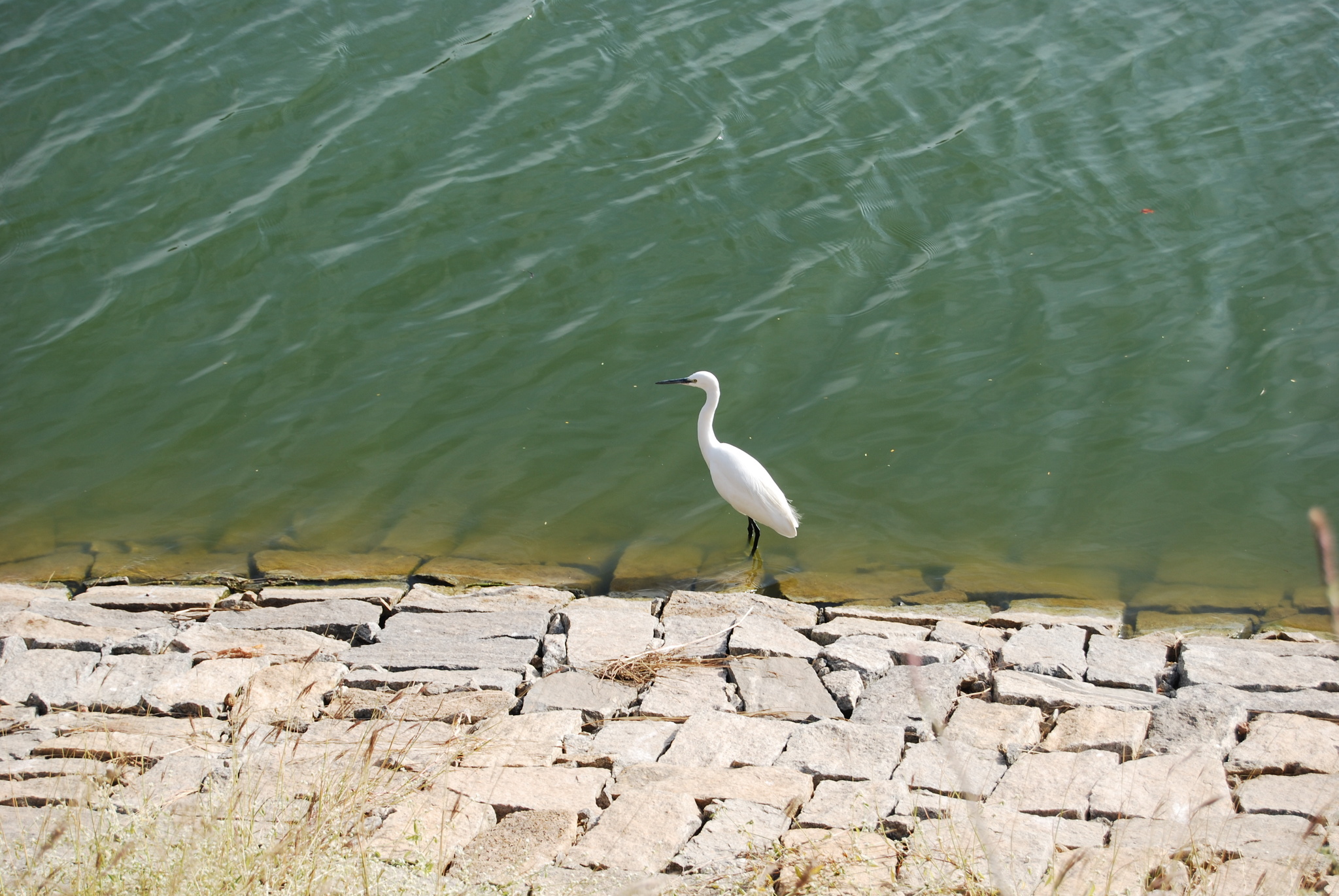 Little Egret
