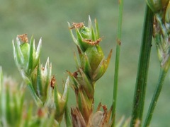 Juncus secundus