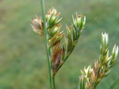 Juncus secundus