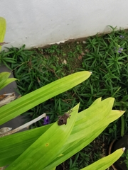 Acanthocoris scabrator