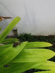 Acanthocoris scabrator