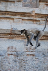 Semnopithecus hypoleucos