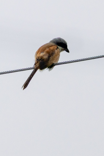Long-tailed Shrike