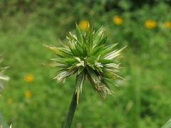 Juncus validus