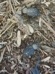 Trachyderma philistina