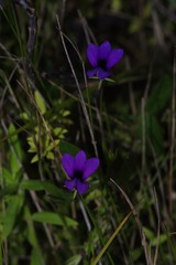 Monopsis