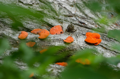 Trametes coccinea