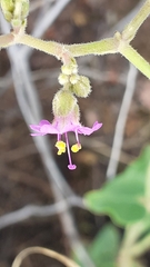 Mirabilis ovata
