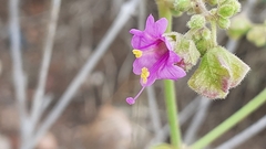 Mirabilis ovata