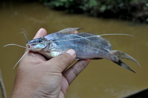 Singaringan-meerval (Mystus singaringan) — Bagridae — 2