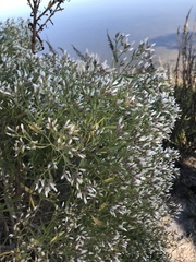 Baccharis halimifolia image