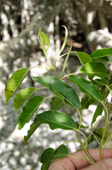 Ficus marmorata