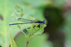 Argia pulla