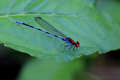 Argia oenea