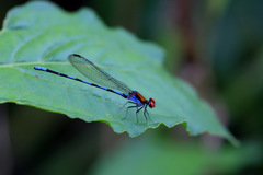 Argia oenea