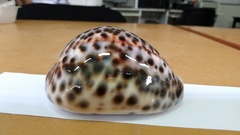 Cypraea
