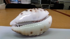 Cypraea