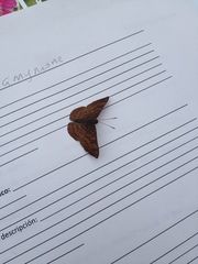 Riodinidae