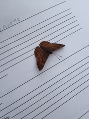 Riodinidae