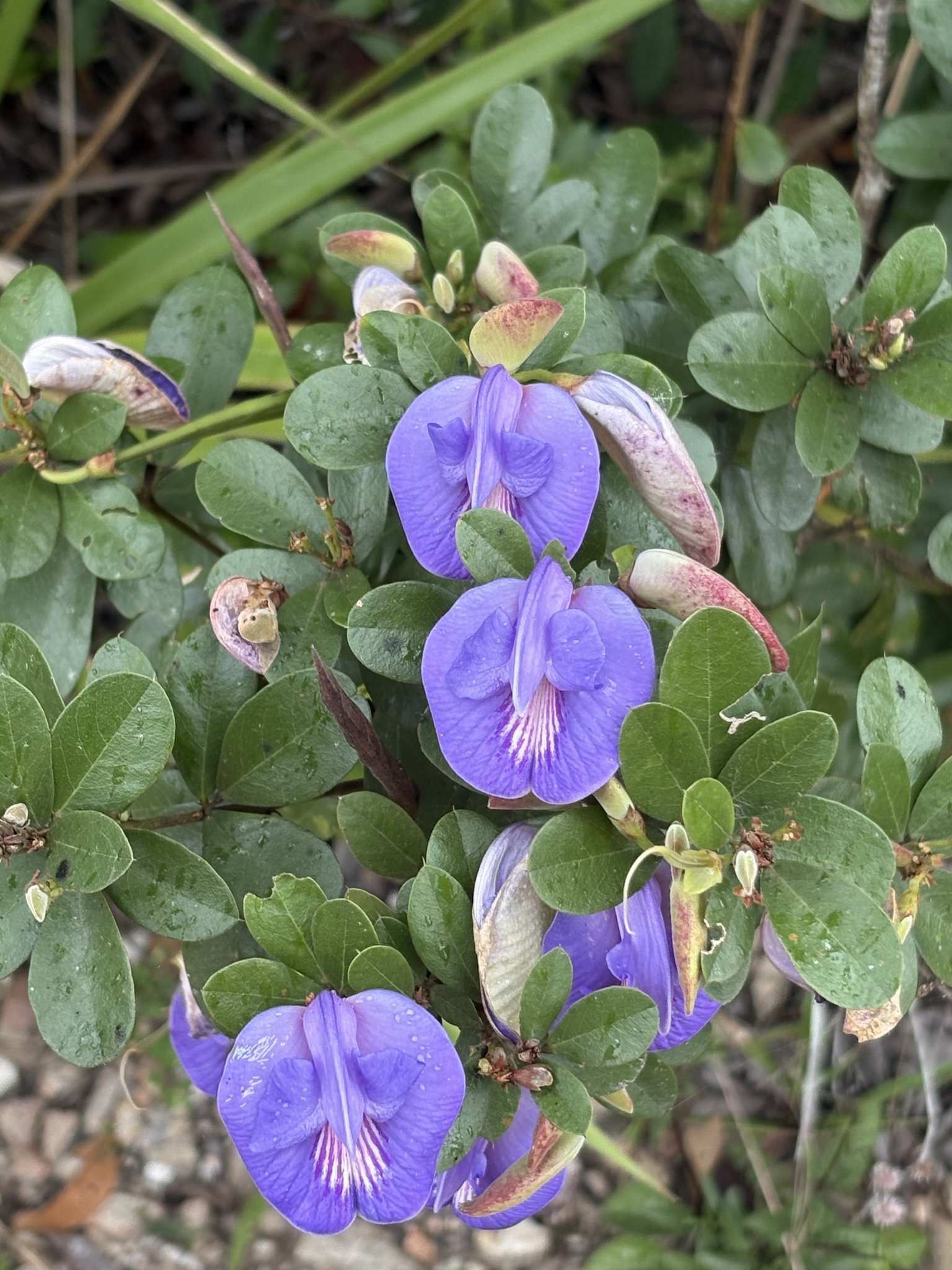 Periandra mediterranea