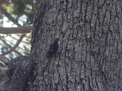 Pygarrhichas albogularis