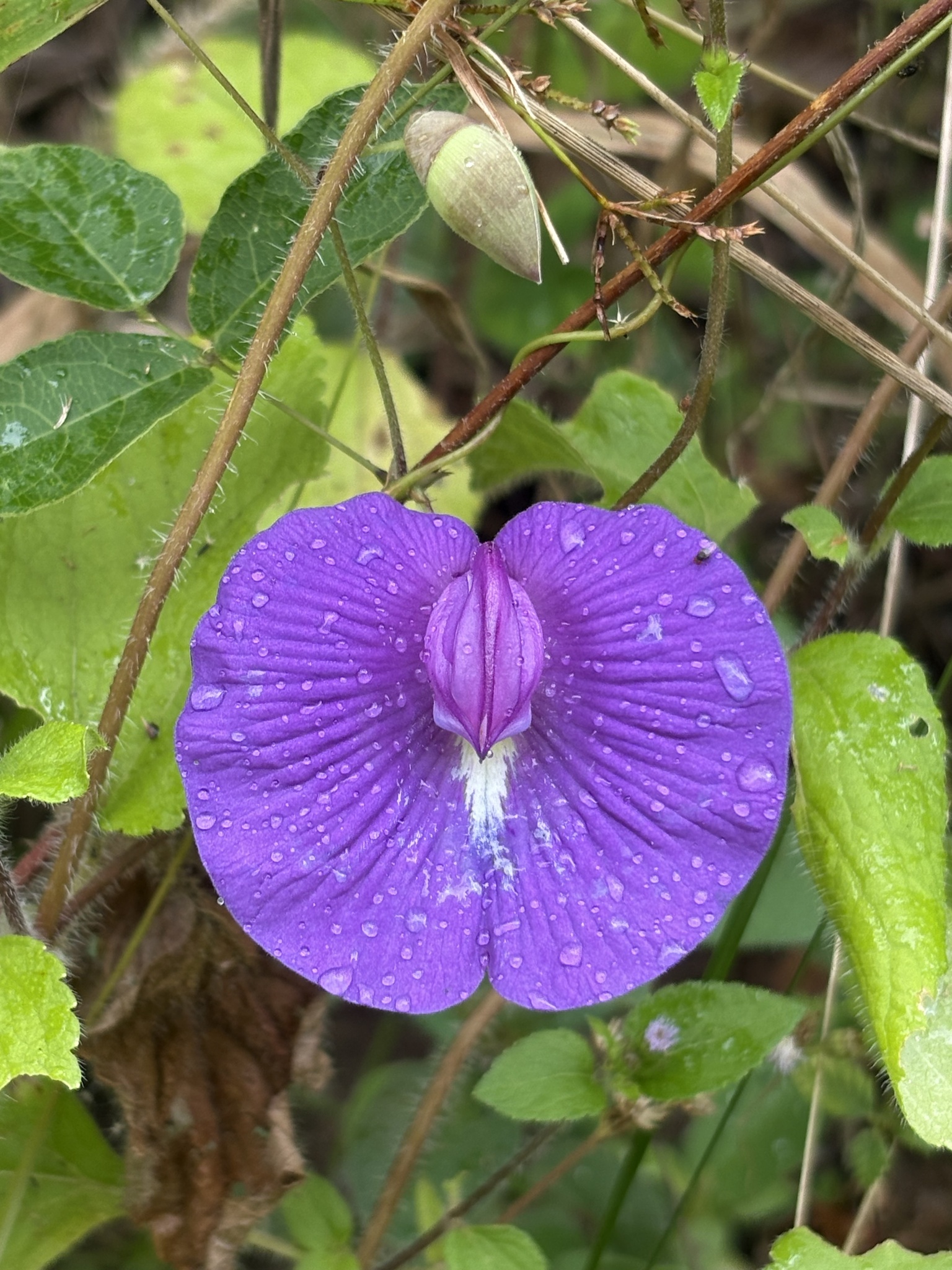 Centrosema brasilianum