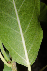 Ficus marmorata