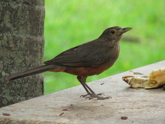 Turdus rufiventris