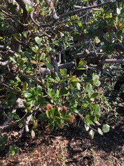 Quercus phillyreoides