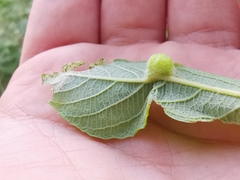 Euura pedunculi