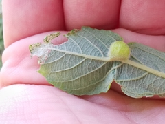 Euura pedunculi
