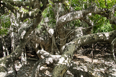 Ficus marmorata