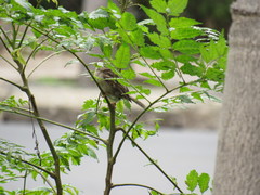 Passer domesticus
