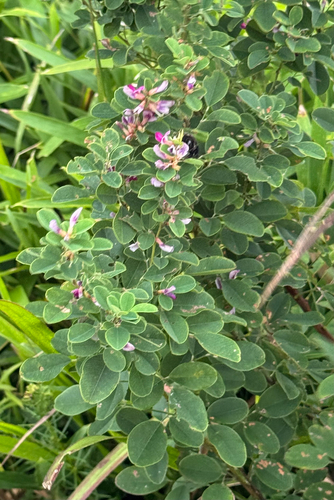 Lespedeza cyrtobotrya, photograph 5
