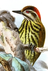 Melancholy Woodpecker photo 2