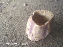 Megabalanus tintinnabulum