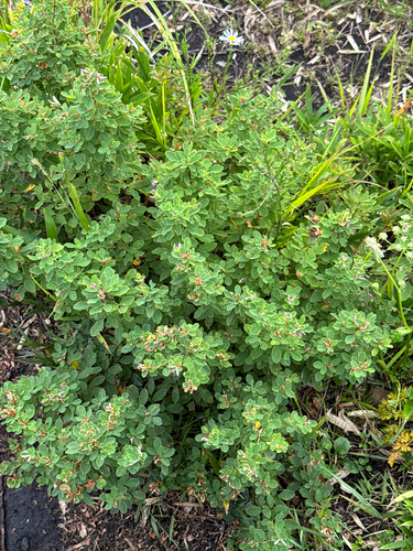 Lespedeza cyrtobotrya, photograph 3