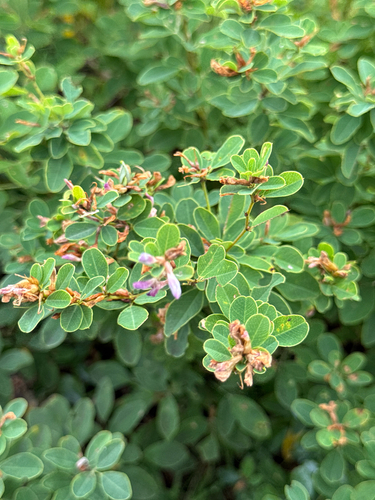 Lespedeza cyrtobotrya, photograph 4