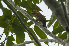 Melancholy Woodpecker photo 3