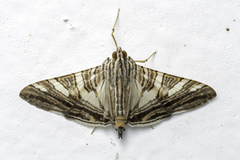 Glyphodes stolalis