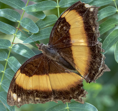 Yoma sabina