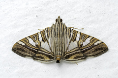 Glyphodes stolalis