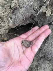 Physalaemus biligonigerus